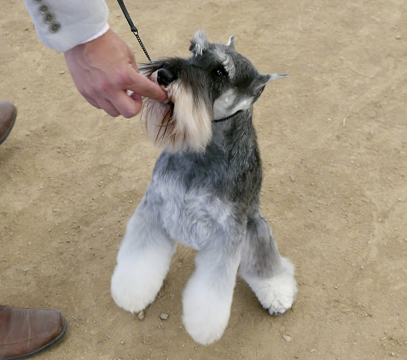 狗自助餐