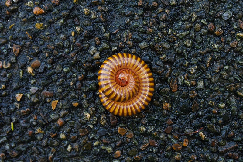 雨后在潮湿的地板上踩千足虫