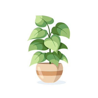 花在盆中孤立在白色背景上