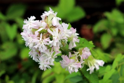 野生甜白花或马鞭草属植物，开白色和淡粉色的花朵，香气扑鼻