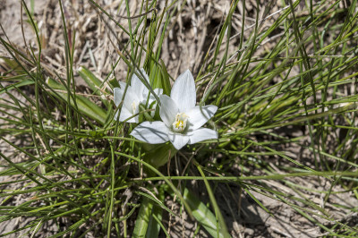 圣诞星,Ornithogalum umbellatum
