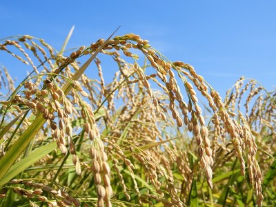RICE2