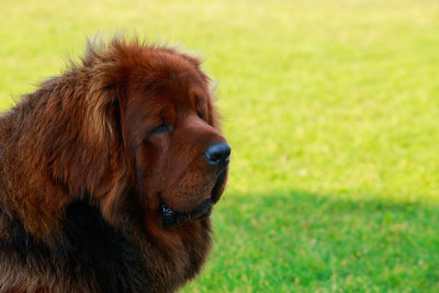 犬种藏獒