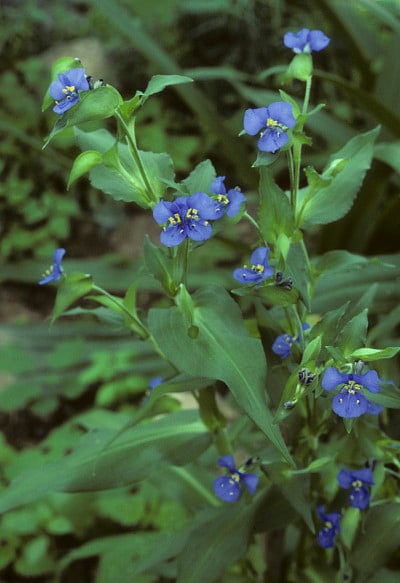 蓝色蜘蛛麦芽汁
