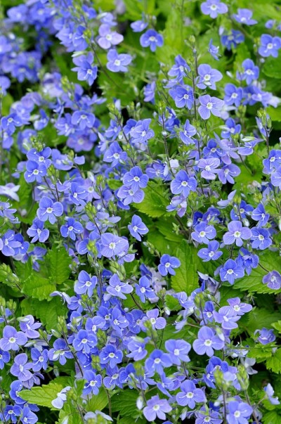 bird -eye speedwell Veronica chamaedrys