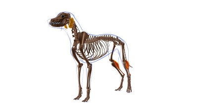 狗的肌肉解剖医学概念3D