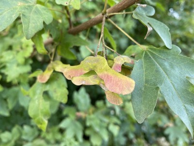 枫树的鼻子挂在树上