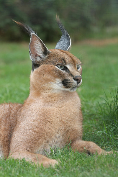 猞猁或野猫