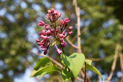 紫丁香(synrga vulgaris)芽
