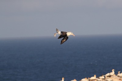 白眉信天翁(Thalassarche melanophris)或德国Mollymawk Helgol