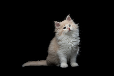 小猫影棚拍摄