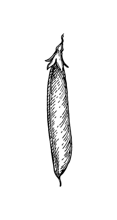 Ink sketch of pea.