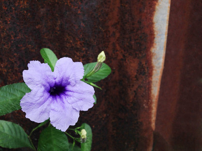 Ruellia花。