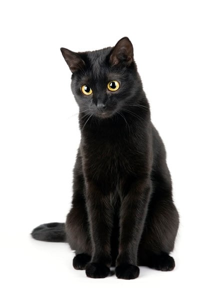 黑色的猫