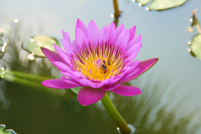 花