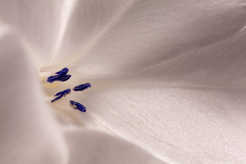 金盏花-金盏花、金盏花或金盏花细部