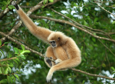White handed Gibbon