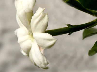 茉莉花，特写