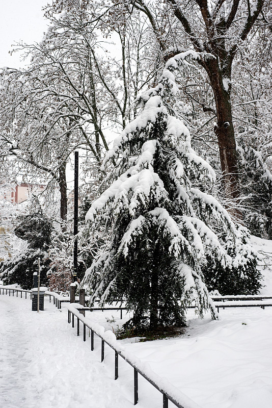 在一场暴风雪中，公园里被雪覆盖的树木