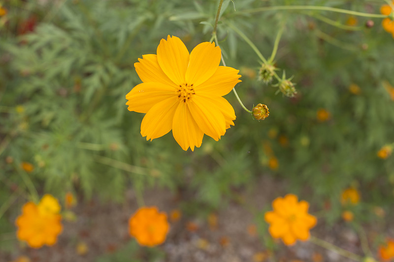 橙色和黄色的硫宇宙花在花园里