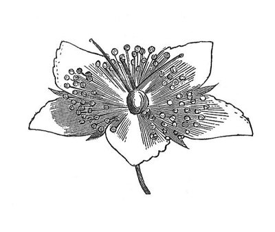 古董插图-花-圣约翰草