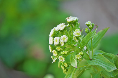 Petasites japonicus