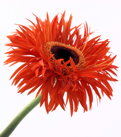 漂亮的橘子花
