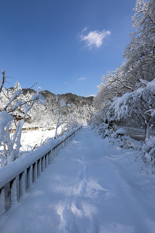 白雪皑皑的冬天，森林道路和蓝天。(韩国江原道御田山国家公园)