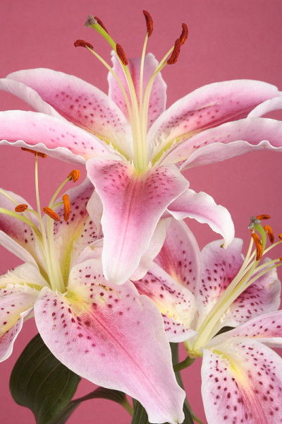 粉红色的百合花