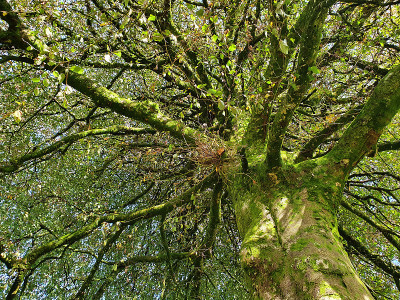 山毛榉(Fagus Sylvatica)