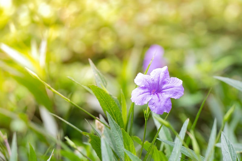 墨西哥矮牵牛花