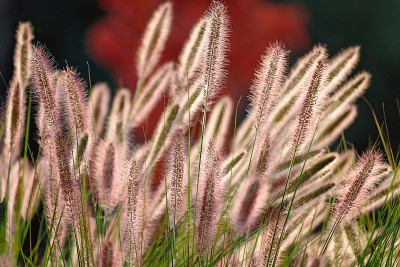 背光野草