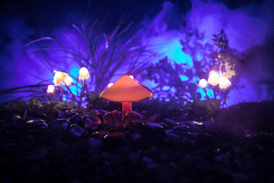 幻想发光蘑菇在神秘的黑暗森林特写。美丽的微距魔术蘑菇或灵魂迷失在阿凡达森林。仙女灯的背景与雾。