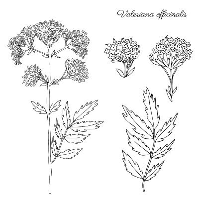 缬草植物手绘矢量墨水素描孤立在白色背景，涂鸦插图设计包装天然化妆品，有机医药，贺卡，草本绿茶