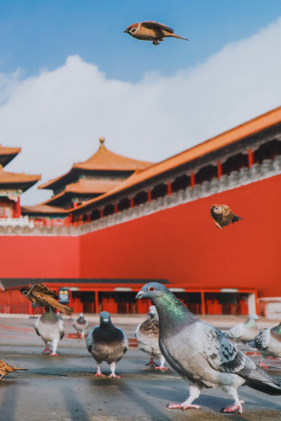 中国北京紫禁城广场上的鸽子。鸽子在北京紫禁城红墙前飞翔。