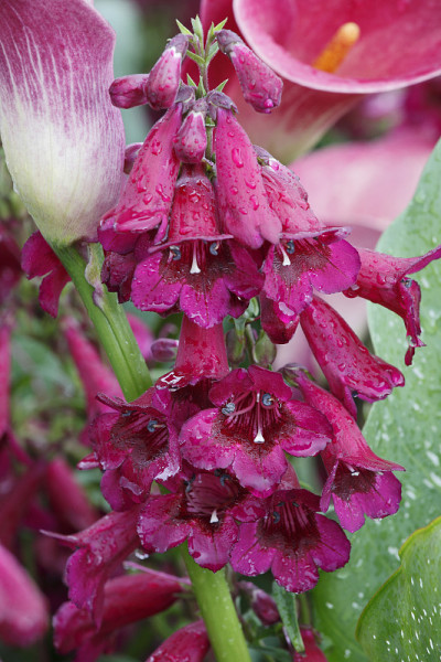Penstemon