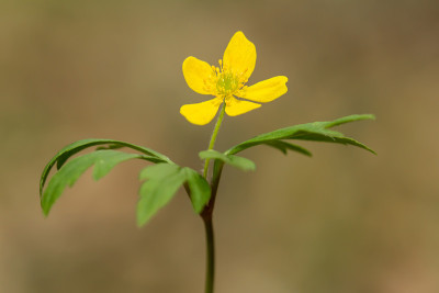 黄色的银莲花(银莲花)或黄色的木本银莲花或毛茛属银莲花，是一种林地和森林植物，有根状的根茎和花瓣状的
