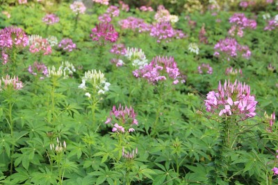 花园里的蜘蛛花(Cleome hasslereriana)