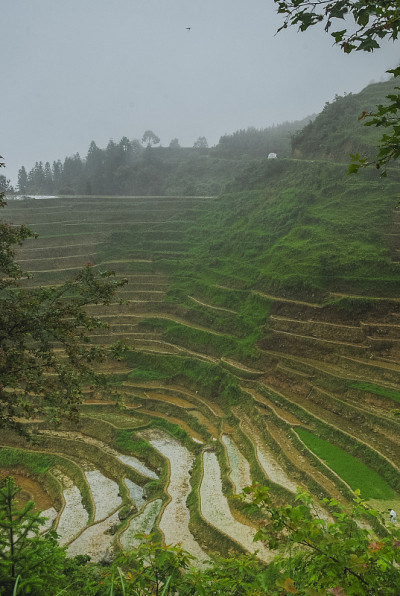 龙脊梯田风光