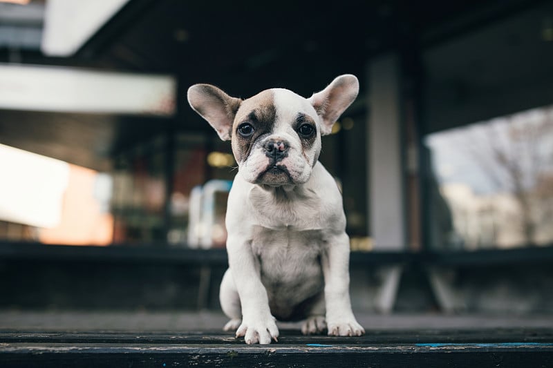 法国斗牛犬小狗