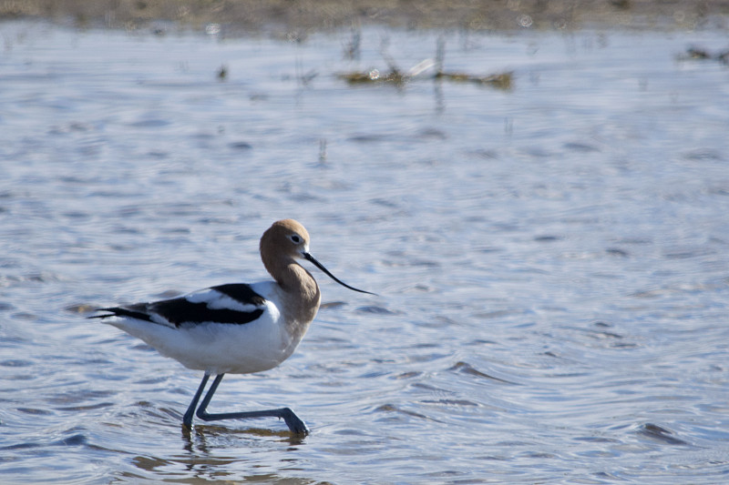 美国Avocet涉水