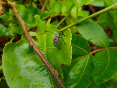 昆虫臭虫