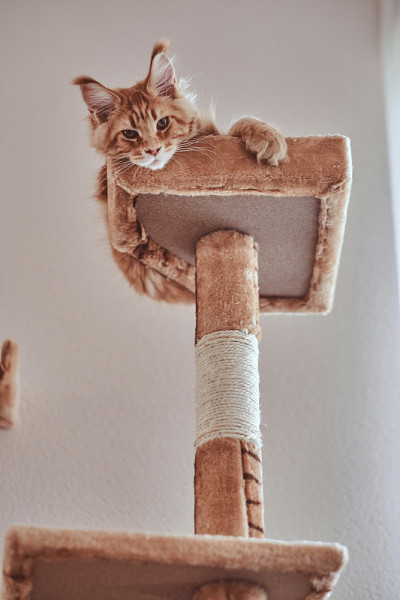 小猫姜缅因正躺在专门的猫家具上。