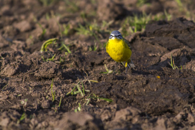 西部黄wagtail(莫塔西拉黄)