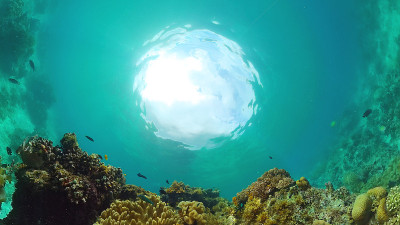 珊瑚礁和热带鱼。Panglao、菲律宾