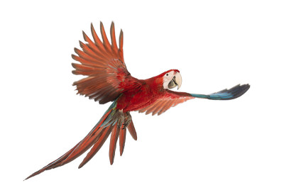 一只红色金刚鹦鹉，Ara chloropterus, 1岁，正在飞行中