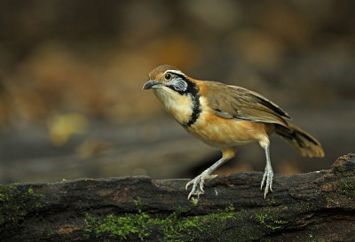 更大的民族Laughingthrush