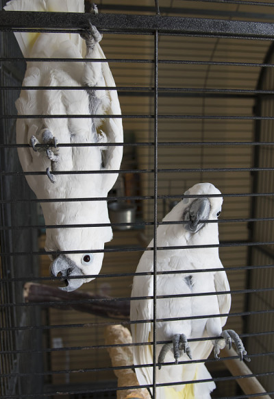白咖啡，Cacatua alba