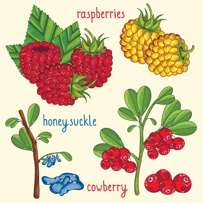 Fresh berries mix isolated, vector illustration