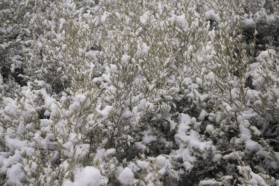 白雪覆盖的橄榄树叶子